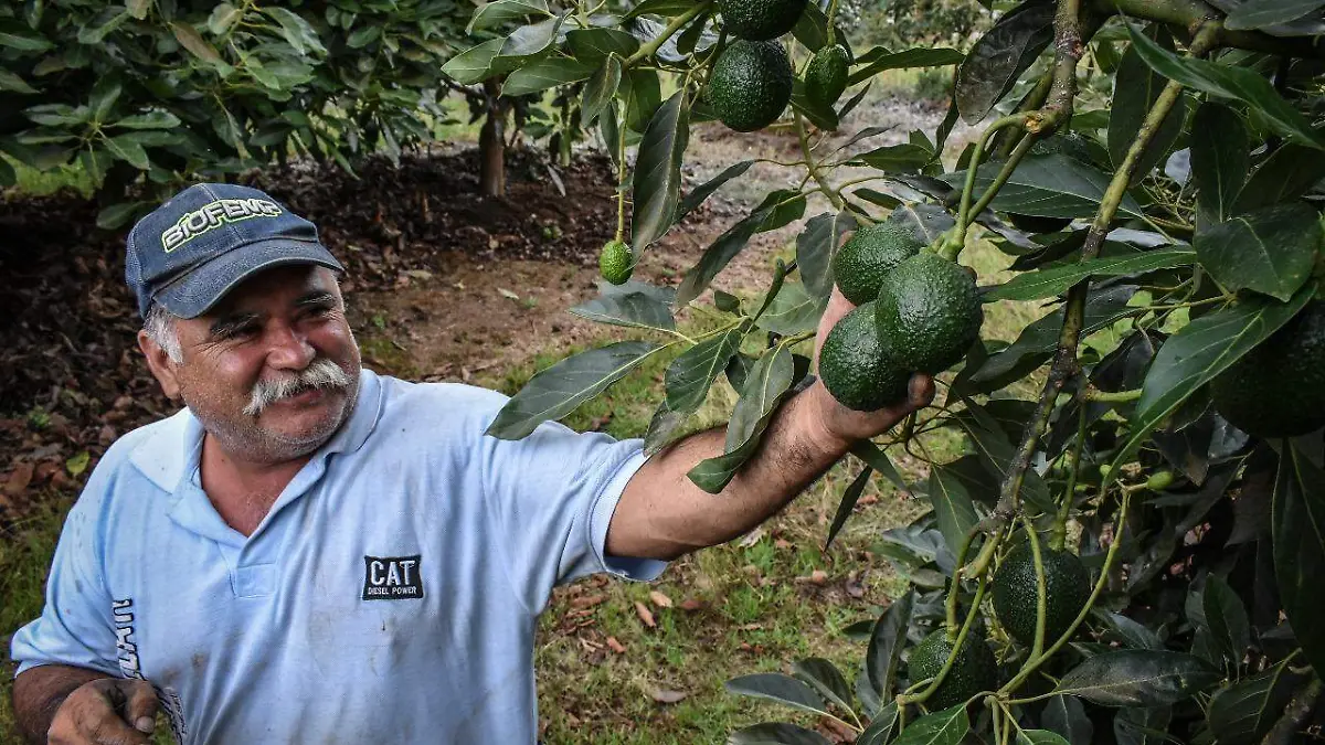 producción aguacate